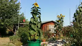 1534408197637-872069112.webp