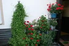 Terasse  4718.webp