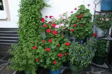 Terasse  4818.webp