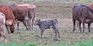 IMG_1291v (2).webp