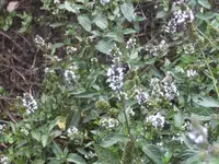 BILD0571.webp
