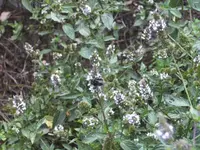 BILD0572.webp