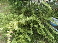 BILD0567.webp