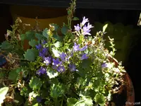 c031.webp