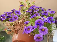 c032.jpg