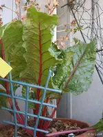 c033.webp