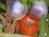 c037.webp