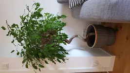 20180816_175227.webp