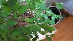 20180816_175237.jpg
