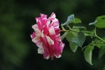 DSC06970.jpg