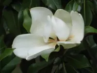 DSCI0448.JPG