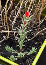 Blume1b.webp