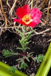 Blume1a.jpeg