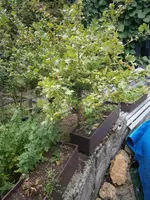 rote Stachelbeerstämmchen-17.8.18.webp