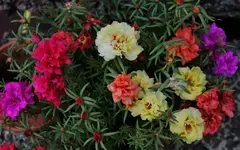 2018prtlkrschn01.webp
