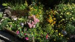 DSC00268.jpg
