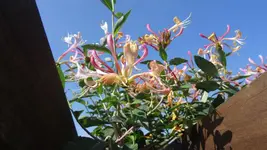 DSC00282.webp
