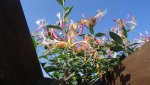 DSC00282.jpg
