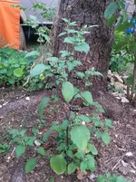 20180818_190336.webp