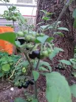 20180818_190345.webp