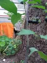 20180818_190413.webp