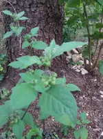 20180818_190423.webp