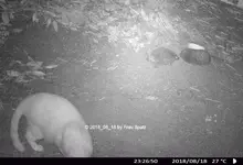 Forum Igel Eddie Isabelle Katze Garfield 2018_08_18 STC_0021.webp