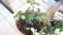 20180819_123824.webp