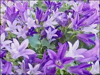 c042.webp