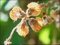 c044.webp