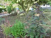 IMG_6358.jpg
