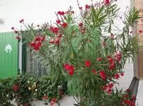 DSC03603.webp