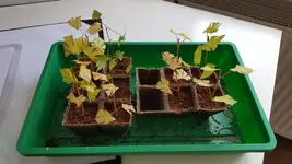 20180602_121413.webp
