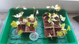 20180617_093326.webp