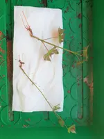 20180809_121610_v2.webp