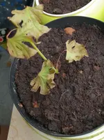 20180814_093931_v2.webp