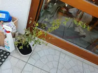 20180819_141701.webp