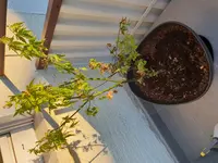 20180819_194205.webp