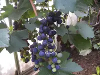 BILD0573.webp