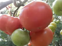 P8190656.webp