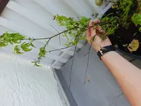 20180806_125752.webp