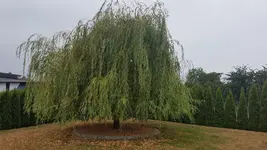 20180821_081800.webp 20180821_081800.webp