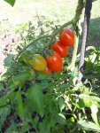 Tomaten 009.jpg