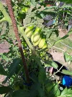 Tomaten 010.webp