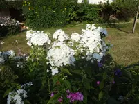 DSC03612.webp