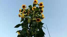 1534873333809124457671.webp
