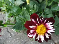 DSC03613.webp