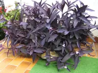 BILD0586.webp