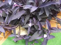 BILD0587.webp