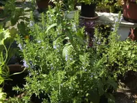 BILD0458.webp
